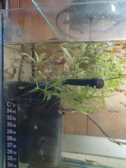 Pești guppy acvariu