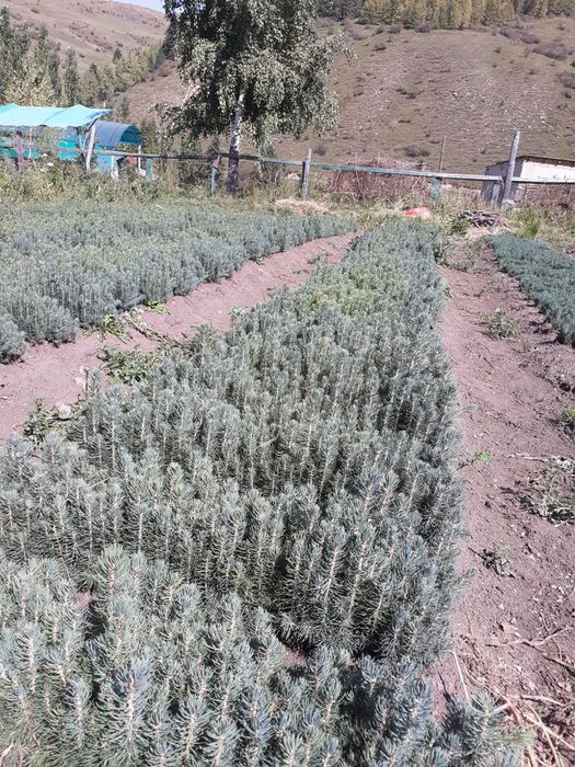 Голубая Ель сенсалари сотилади Селбериский нави Мовий оқ арча 3 йиллик