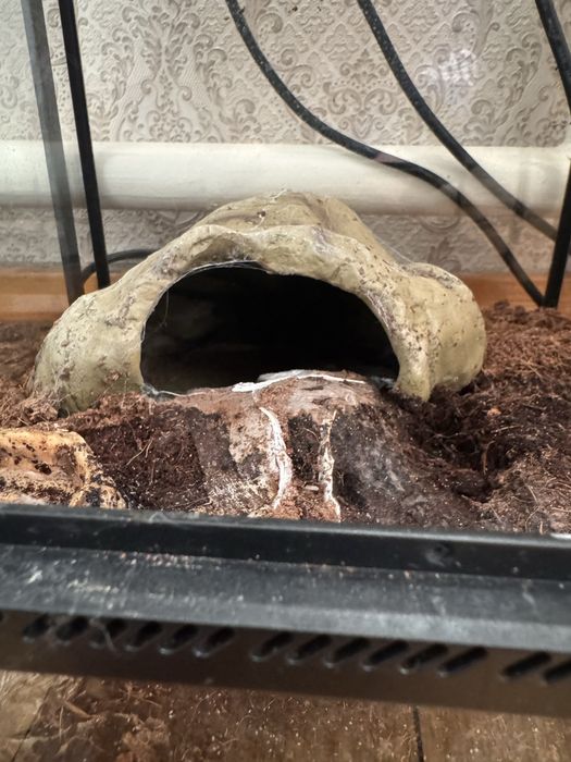 Продам паука Vagons