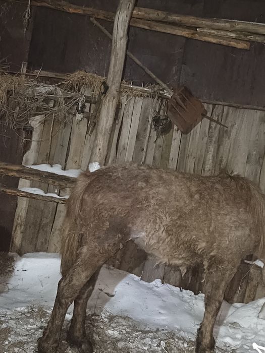 Откорм тай ұрғашы