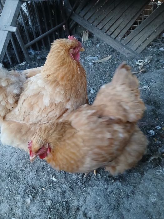 Oua cochinchina galben uriaș pt incubat