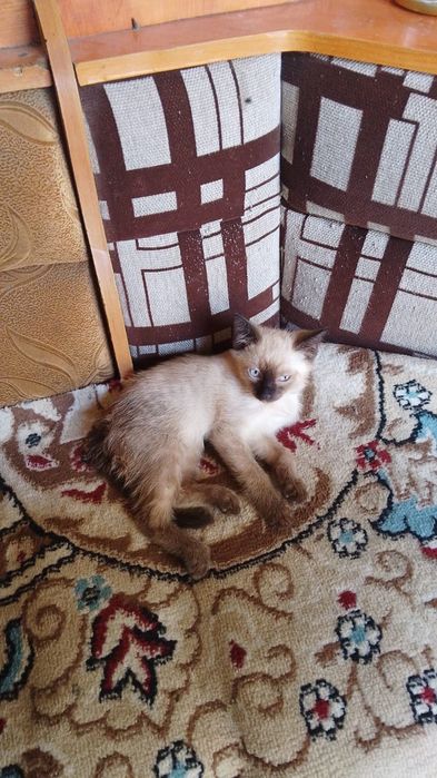 Отдам котят два мальчика