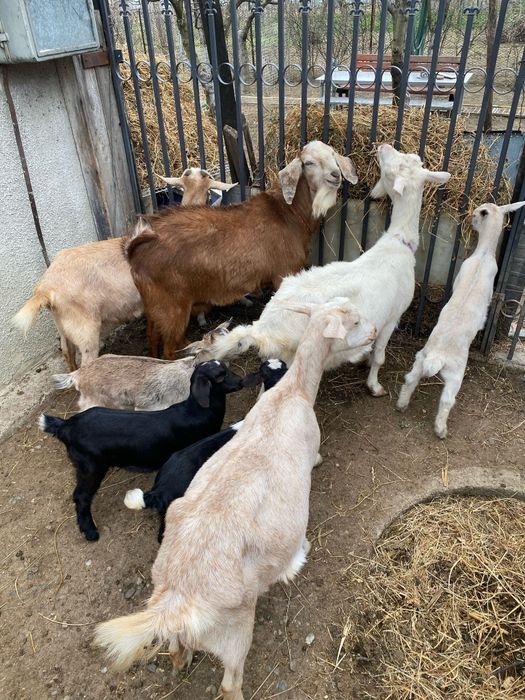 Capre sannen anglonubian