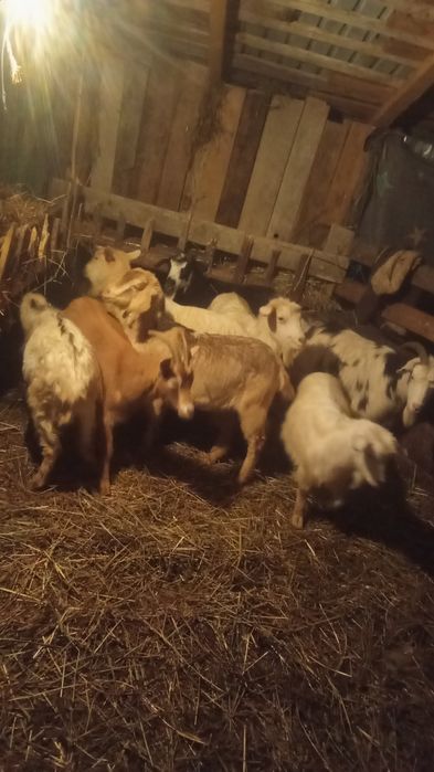 Vând 7 capre tinere