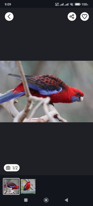 Розелла пинантовая. Продам.