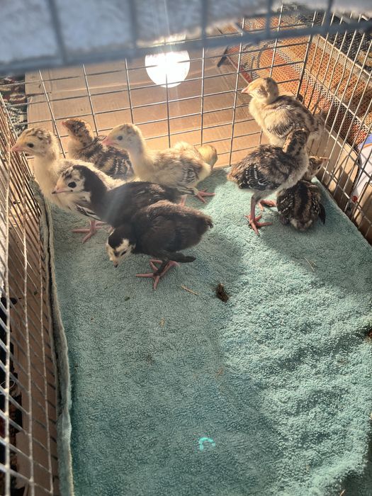 Индюшаты 1 недельный