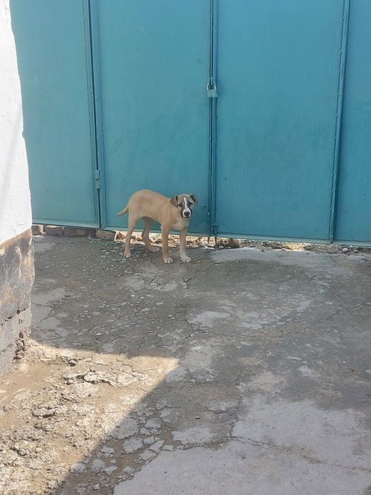 Щенок стаффорда продам