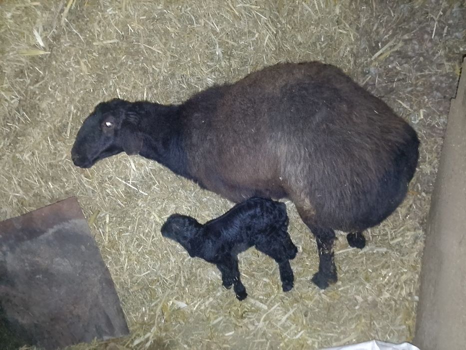 Katta Ona  bola quy sotiladi