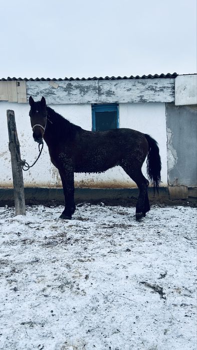 Кунан сатылады.!