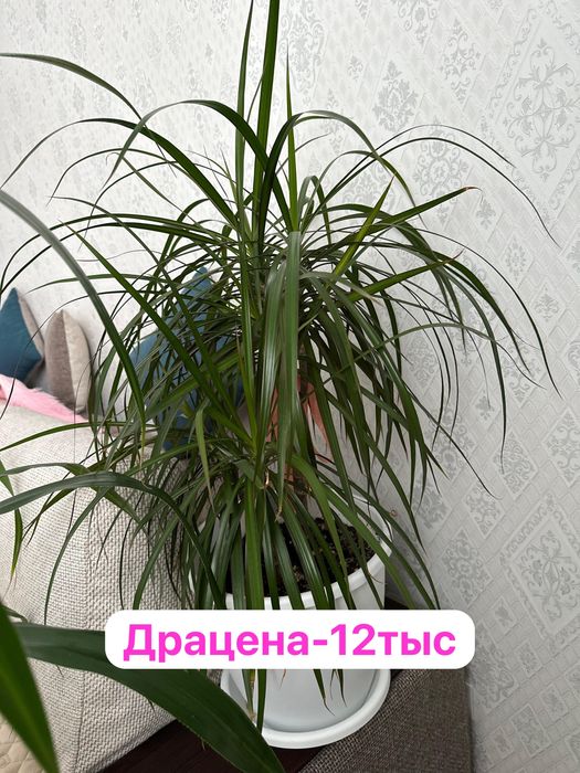 Панданус,Диффенбахия ,Женское счастье