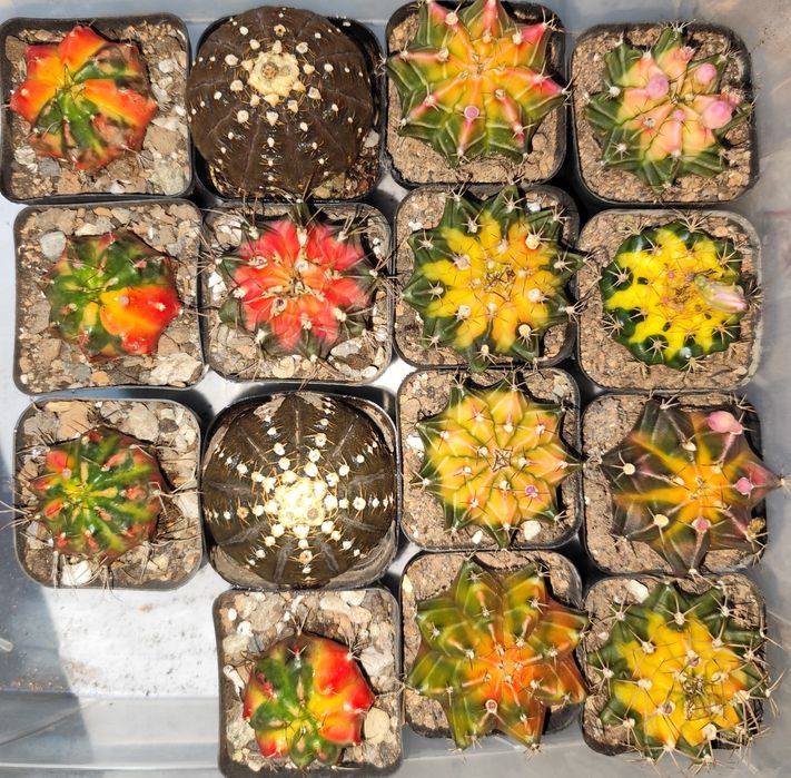 Продам редкие кактусы