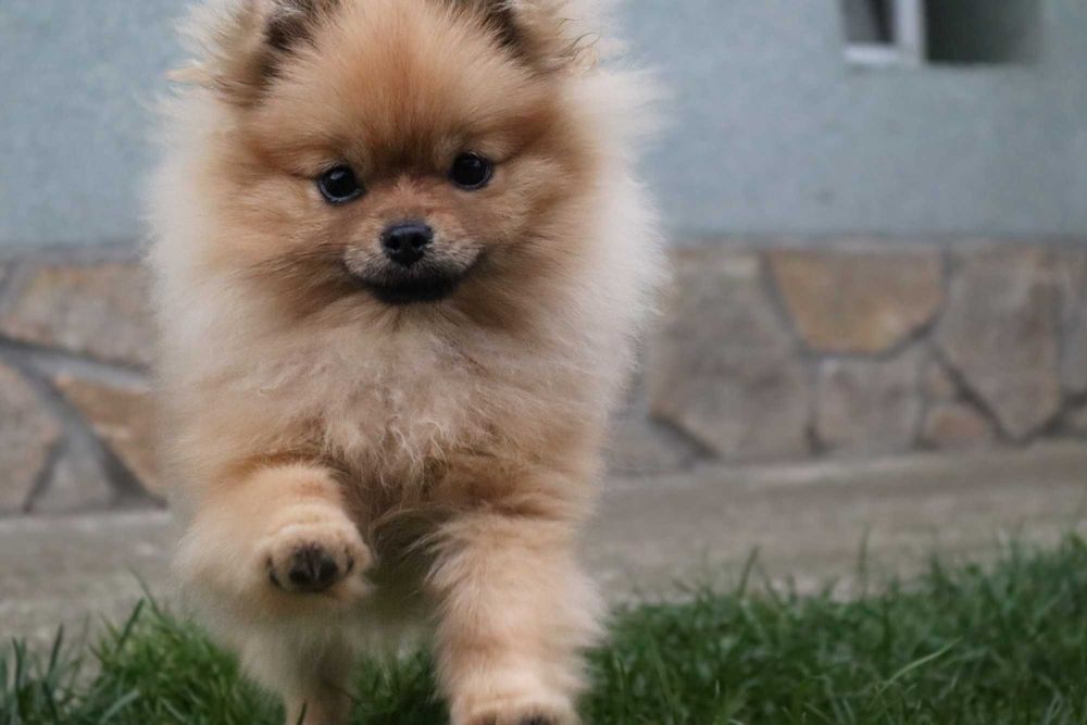 Миниатюрно момиченце померан с родословие FCI