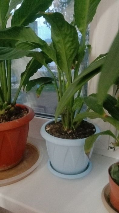 Женское счастье продам недорого