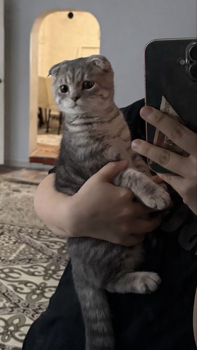 шотландский вислоухий кот