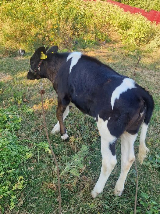 De vînzare vacă cu vitică