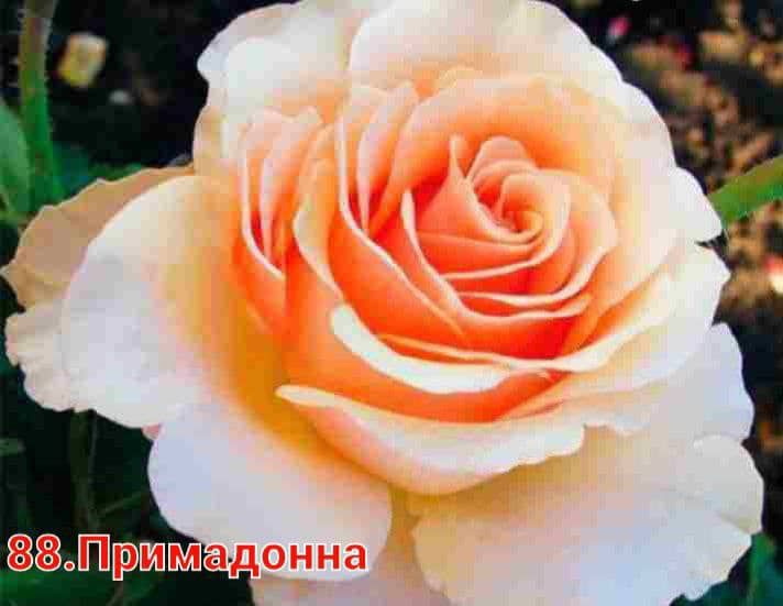 Цветы и саженцы плодовых деревьев