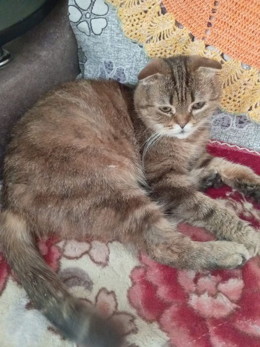 Кошечка девочка молодая