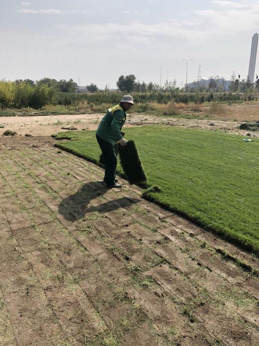 Дерн/Газон спортивный