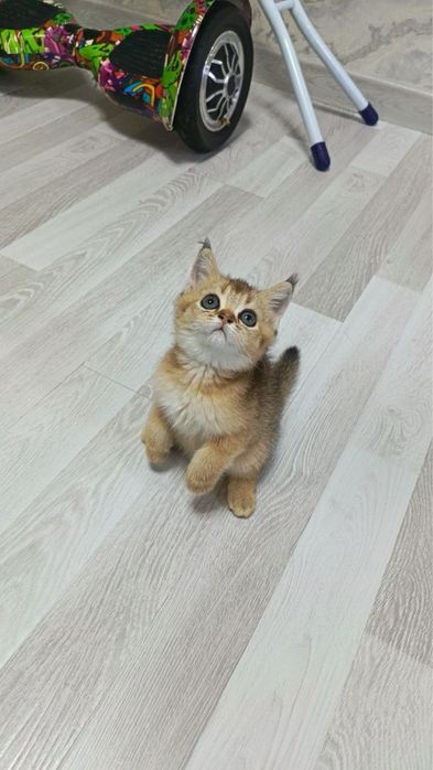 Продаются котятки