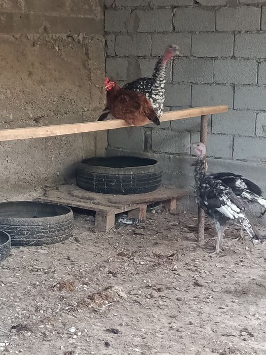 Продам индюков срочно