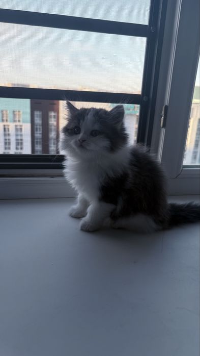 Котенки приручены к лотку