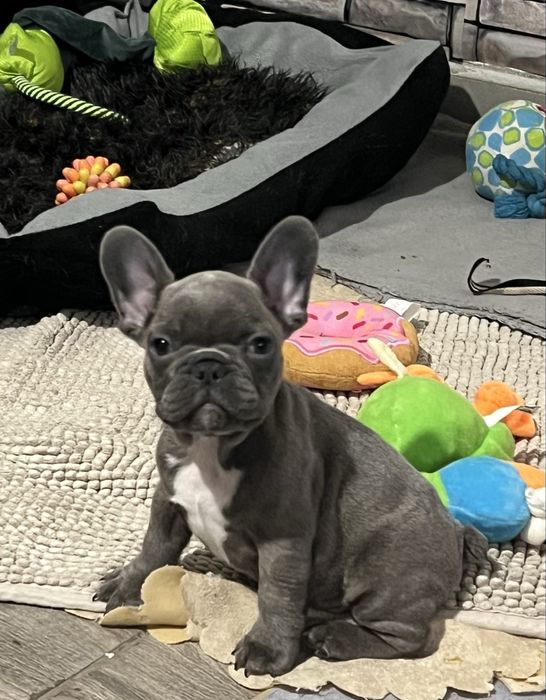 Френски булдог  - мъжки