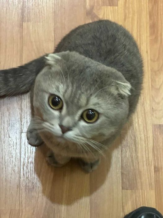 Серебристая шиншилла (фолд) продается