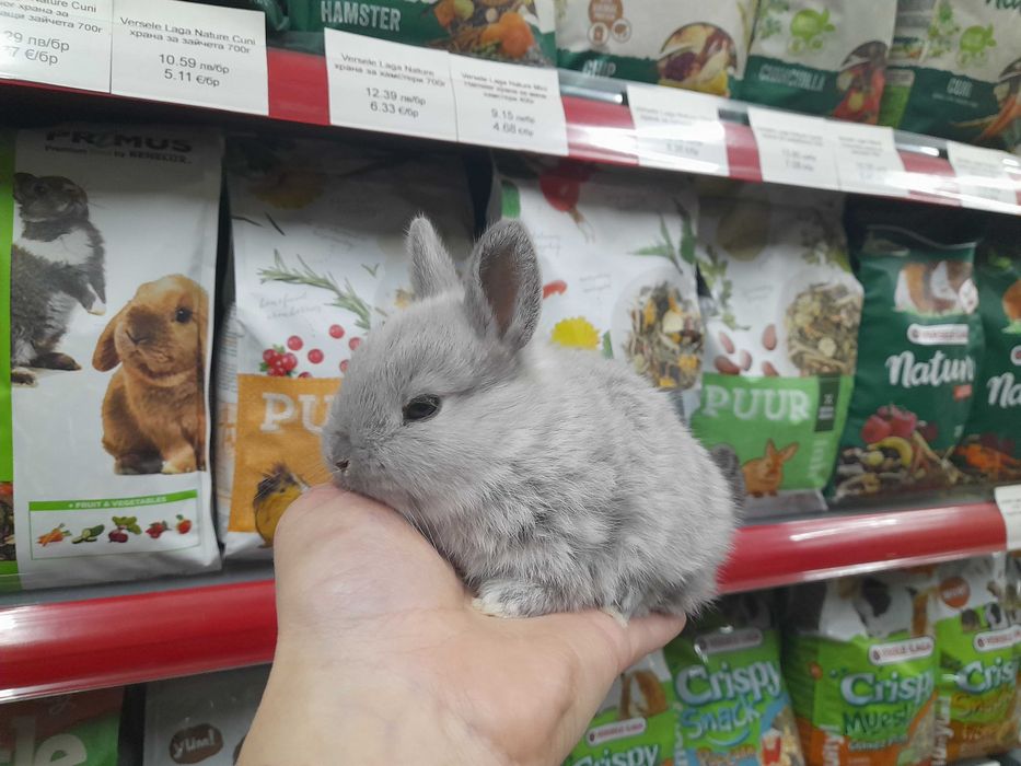 Декоративни мини зайчета