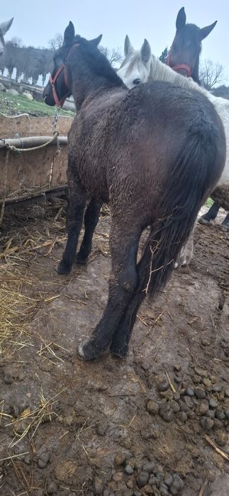 Vand manz de 8 luni mai multe detalii in privat