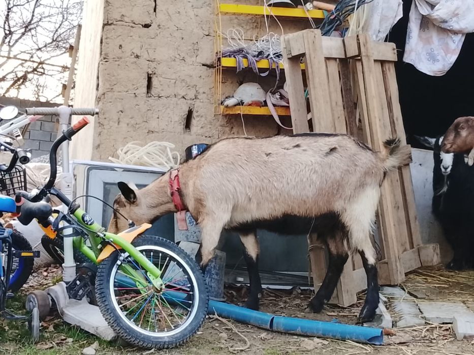 Альпий ешкі, буаз шыбыш