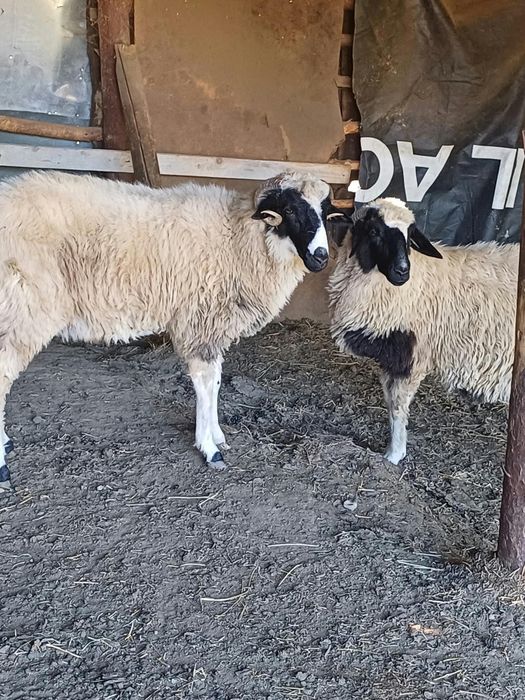 Vând o mieluța și un berbecuț 1000 bucata