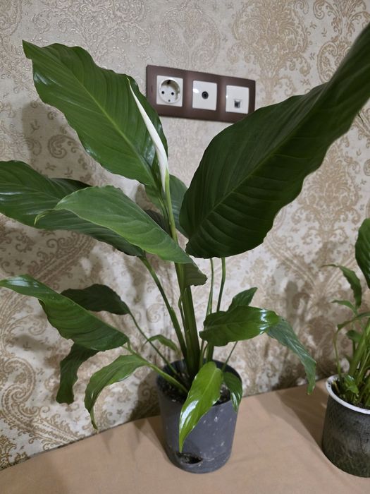 Женское счастье цветы комнатные