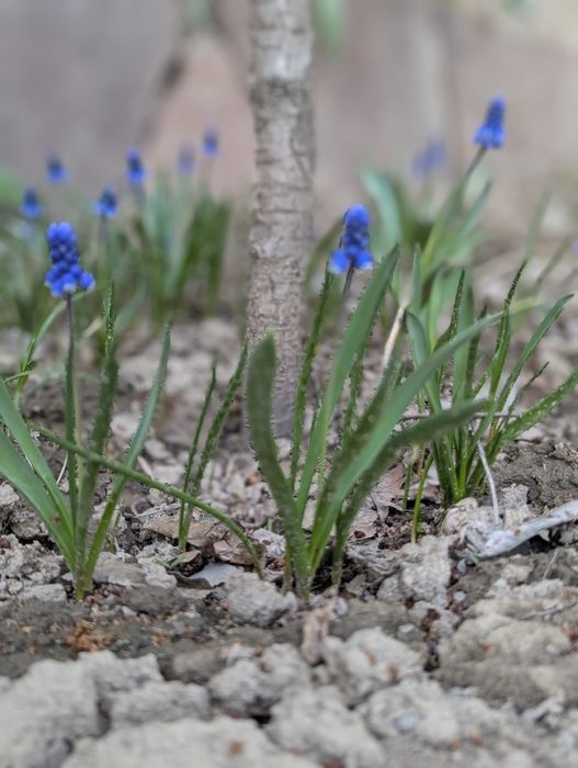 Цветы садовые разные