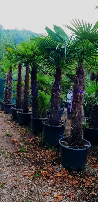 Palmierii trachicarpus Fortunei toate dimensiunile
