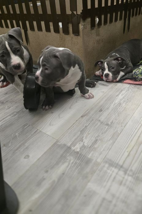 Американско Покет Були