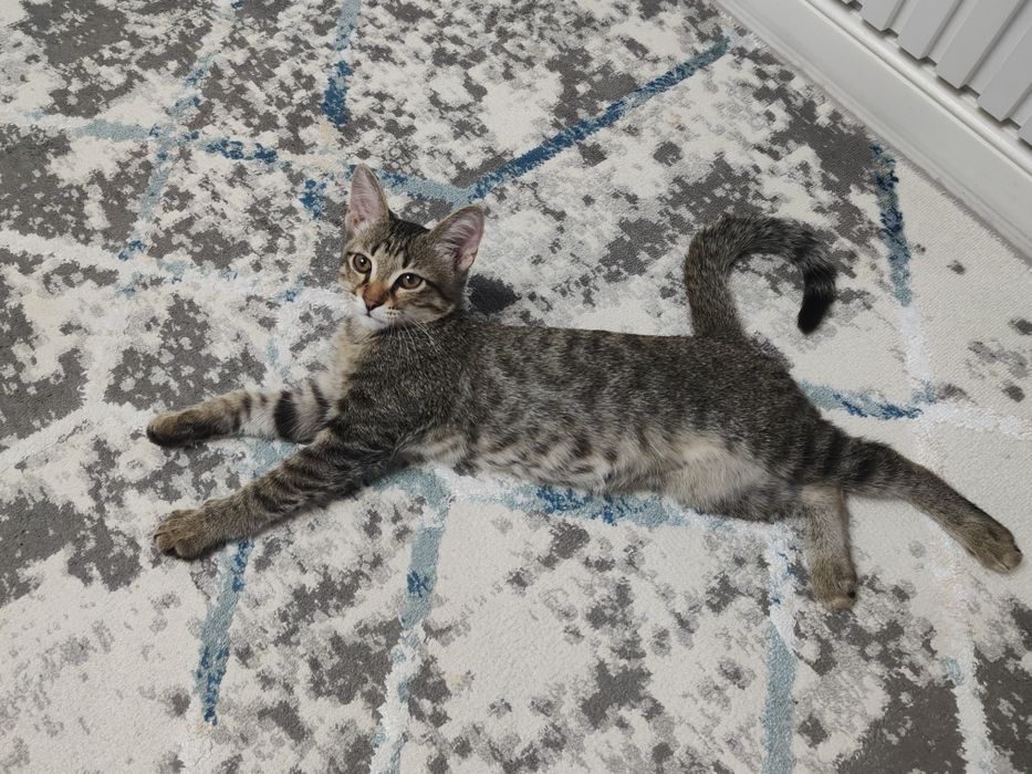 Отдам в добрые руки котика Срочно