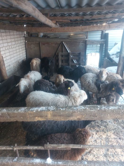Продам баран и овцы