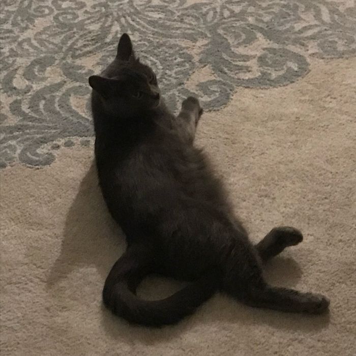 Кошка серая красивая