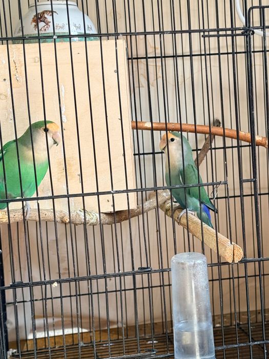 Попугаи неразлучники