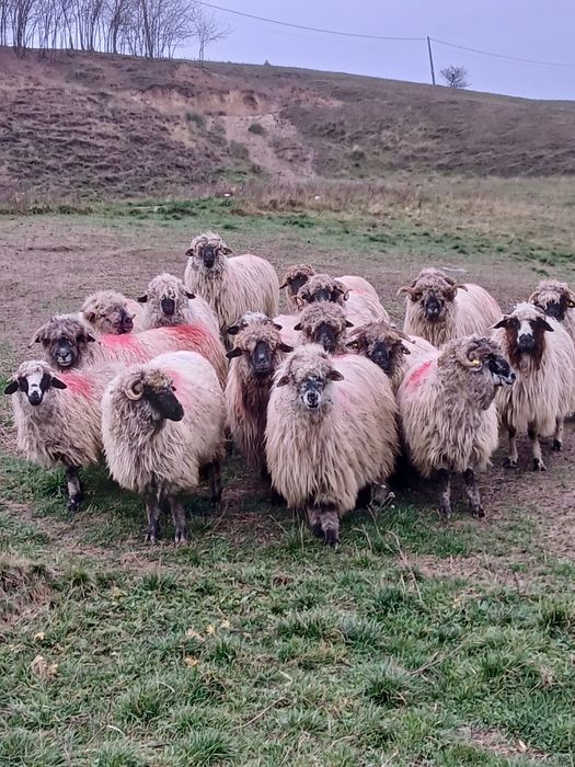 Vând lot 17 oi frumoase