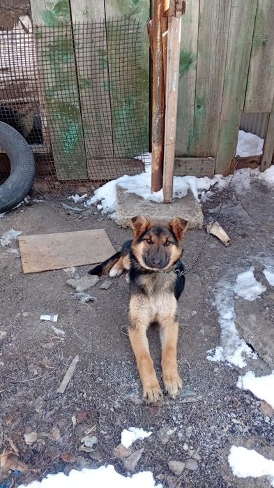 Пропала собака пропала