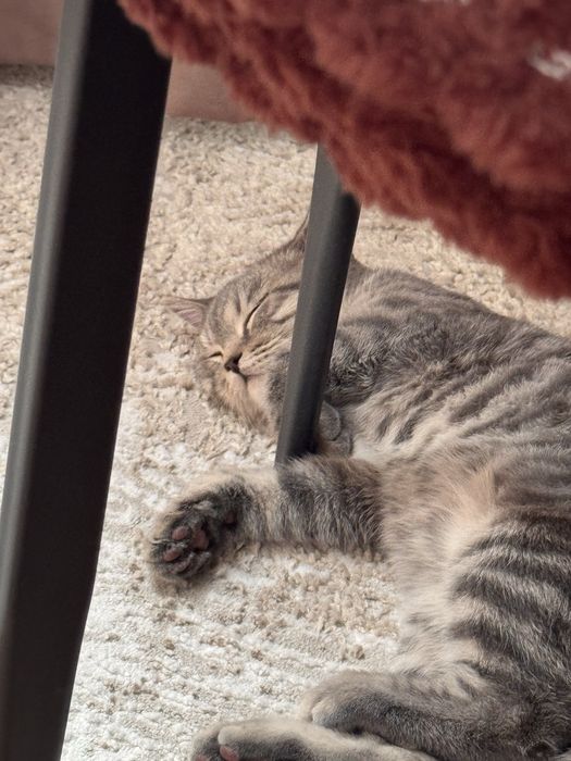 Продам шотландского котенка