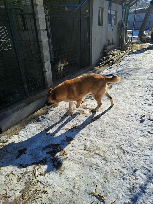 Алабай девочка пол года