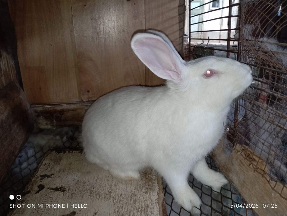 quyon hikol toz zoti