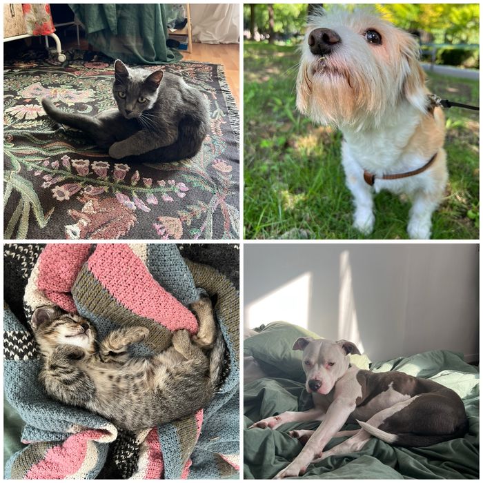 Pet sitting pentru lăbuțe fericite și inimi liniștite