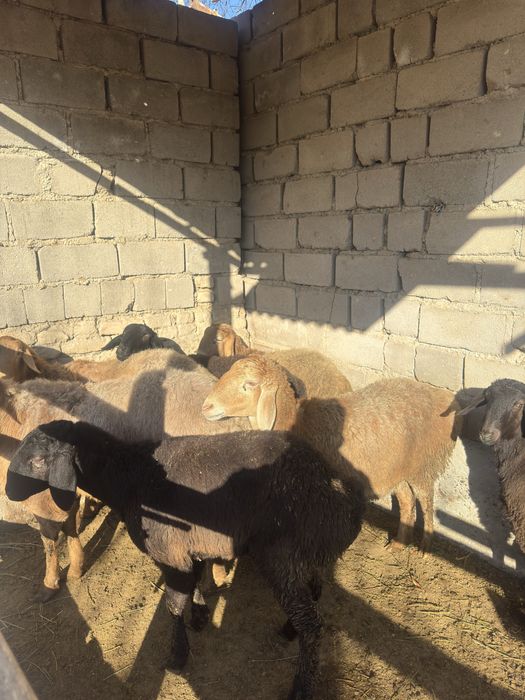 Куйлар Арзон нархда сотилади