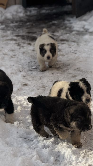Продам щенков алабая