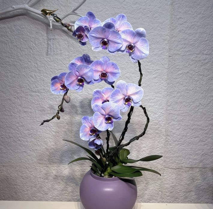 Орхидеи, Детки Орхидеи