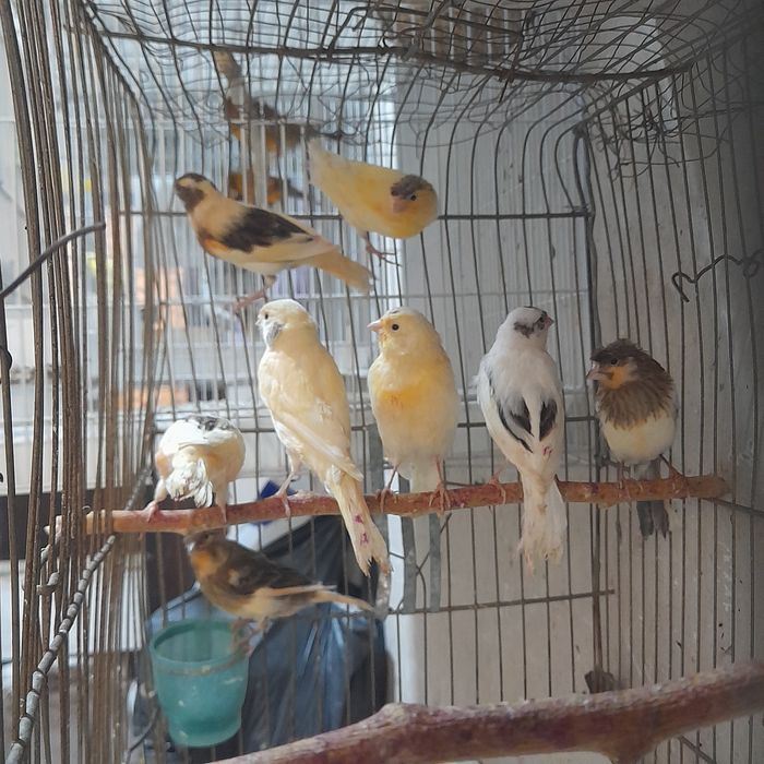 Канарейкалар сотилади.