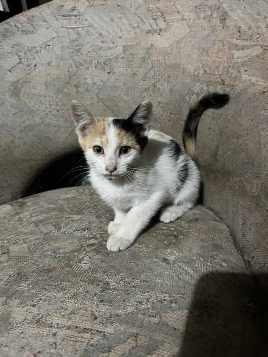 Pisici spre adoptie